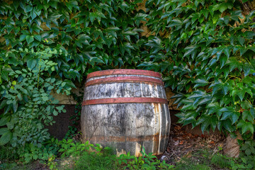 Old wooden wine barrel in the garden