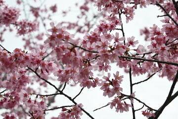 pink cherry blossom