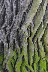 bark of a tree