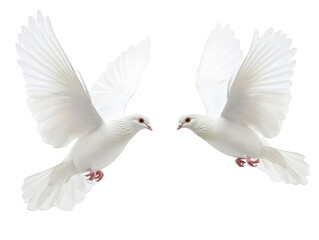 Photo of Two White Doves in Flight with Wings Outspread Isolated