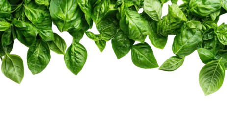 PNG Fresh vegetable borders transparent background ingredient.