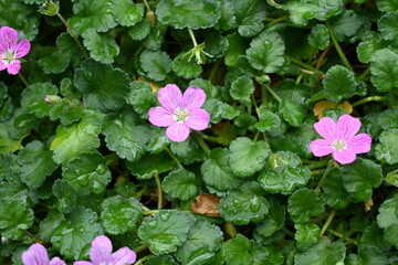pink flowers in the garden