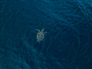 A green sea turtle captured from a drone while swimming in the blue ocean.