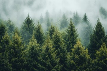 Dense pine forest with mist rising between the tall green trees