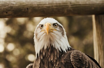 Obraz premium A close-up shot of a bald eagle's face