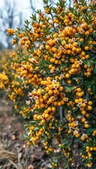 A low-growing sea buckthorn bush laden with vibrant yellow berries and delicate blossoms, golden, wild, medicinal