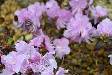 purple and white flowers 