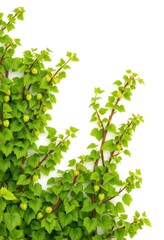 Lush green hop bines form a vibrant, natural border against a pure white background, organic, fresh, background