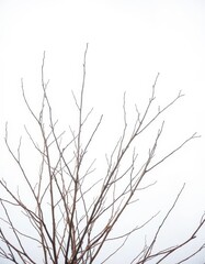 Stark, pale branches against a bright white backdrop, bare, texture, delicate