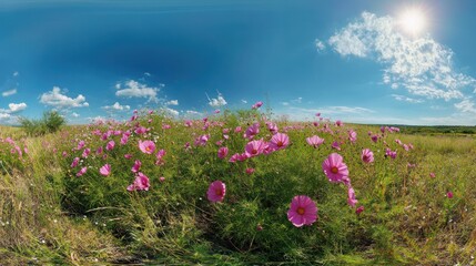 Obraz premium Pink Cosmos Field