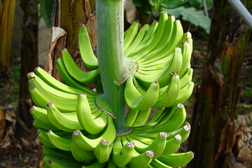 fresh bananas from Madeira island