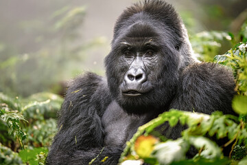 Gorila de Monta&ntilde;a en las Nieblas de Ruanda