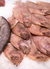 In shop window, chilled carcasses of raw solea are presented on ice cushion. Several raw flatfish variety with white meat are in refrigerator window, wide range of fish stores