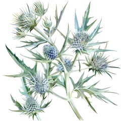 Watercolor Blue Eryngium Isolated on White Background. Beautiful Eryngium Flower