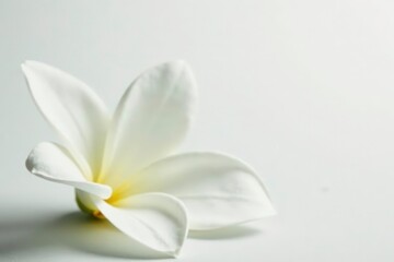 Fototapeta premium Close-up of pristine white flower petals on pure white background, professional, studio, flora