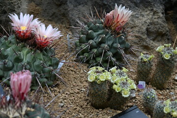 Fototapeta premium cactus