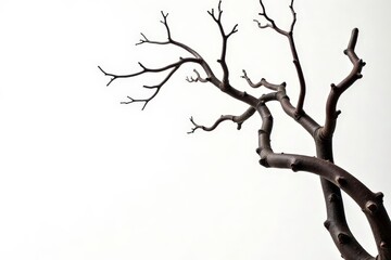 Curved and bent branches isolated on white background, twisted, branchwork