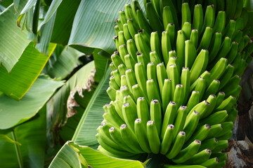 Obraz premium fresh bananas from Madeira island