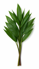 Obraz premium Lush green tropical foliage with elongated leaves isolated on white background