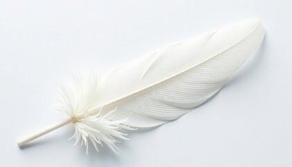 Obraz premium Delicate white feathers on pure white backdrop, flawless, background, elegant
