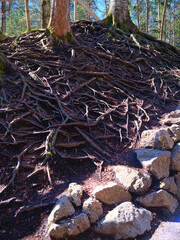 Roots emerge from the forest floor near the rocky path in a serene woodland during bright daylight