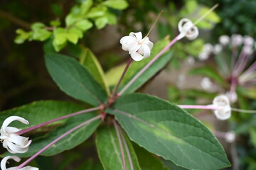 Little flowers