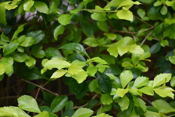 green leaves