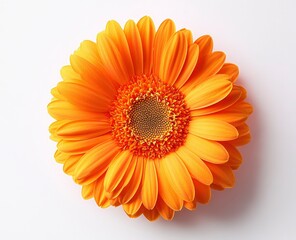 Captivating Yellow Gerbera Daisy Flower Blossom on Isolated White Background
