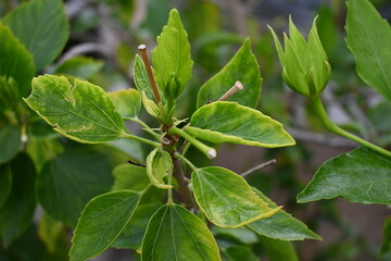 green leaves on a tree