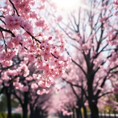 Obraz premium Delicate pink cherry blossoms dancing on a gentle breeze beneath sun-drenched trees, breeze, bright, oriental
