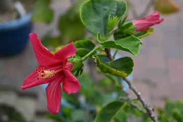 hibiscus