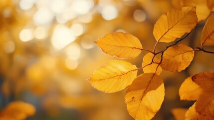 Obraz premium Autumn leaves in sunlight; nature background; bokeh