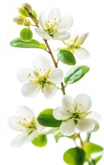 Fototapeta premium Delicate White Flower Blossom Branch on White Background for Floral Design