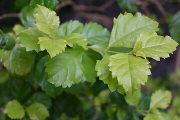 fresh leaves