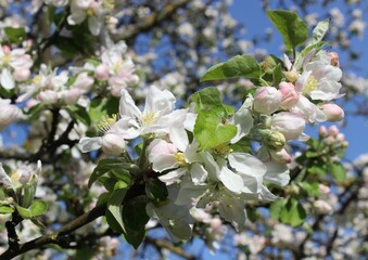 Apple blossom. White flowers against the backdrop of a spring garden. Beautiful natural background. Flowers close-up. Delicate petals. Landscape. Spring time. Colorful background. macro. Apple tree