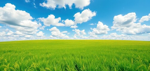 Obraz premium Vibrant green grass under a vast, blue sky dotted with fluffy white clouds, panorama, open, scenery
