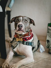 Perro pitbull con mirada triste