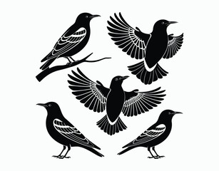 Fototapeta premium Common Starling Silhouette EPS Vector Template