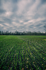 agricultural fields with green grass growing in neat rows across the field, against a stormy sky with clouds