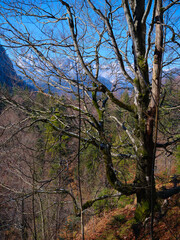 Lifeless branches and vibrant landscape blend in a tranquil mountain setting during late winter