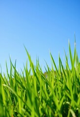 Fototapeta premium Vibrant green grass texture, blank copyspace on clear blue sky, photo, meadow