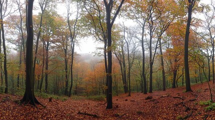 Obraz premium Serene autumn forest with vibrant orange and yellow foliage in misty atmosphere