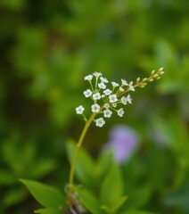 Delicate sprig of tiny white blossoms bursting forth from vibrant green foliage, beauty, nature photography, botanical garden