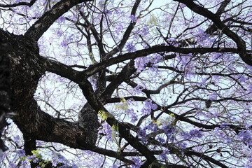 low angle view of our Beloved Jacaranda