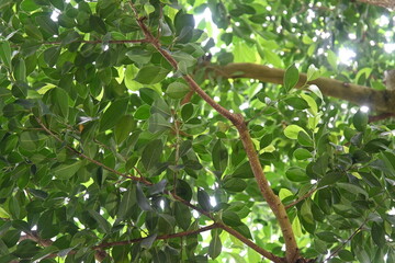 sunlight filtering through the foliage