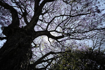 low angle view of our Beloved Jacaranda