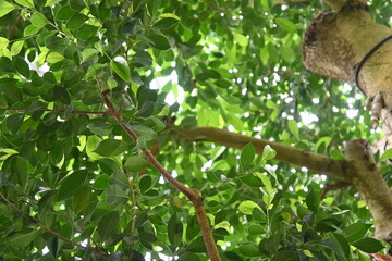 sunlight filtering through the foliage