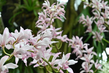 pink and white flowers