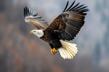 Obraz premium Bald Eagle Soaring with Wings Spread Against a Soft Mountain Backdrop