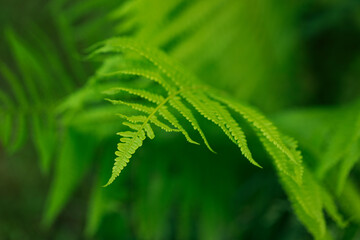 Close-up of a lush green fern leaf, highlighting intricate details in a natural environment.